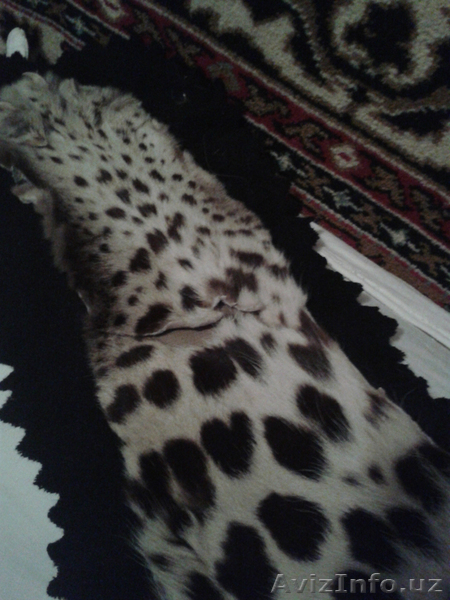Шкура Леопарда - Изображение #4, Объявление #1601285