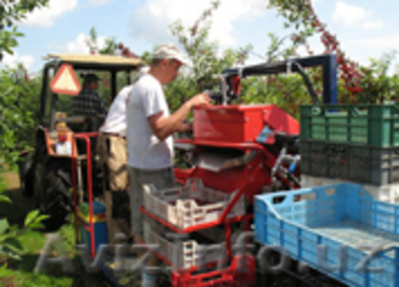 Комбайн для сбора косточковых культур «GACEK» - Изображение #3, Объявление #1601509