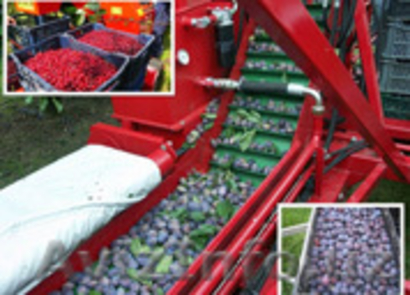 Стряхивающий и очищающий агрегат для уборки вишни и слив MAJA - Изображение #3, Объявление #1601512