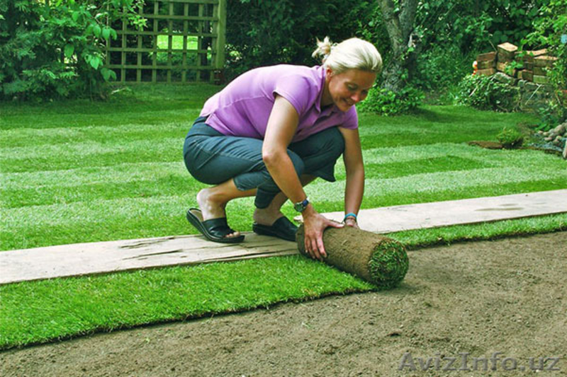 Газон. Продажа и установка готового выращенного газона производства Дании в руло - Изображение #3, Объявление #1616923