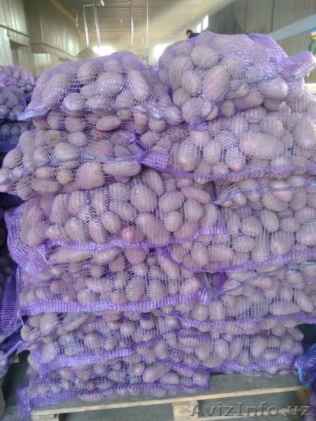 Картофель оптом продовольственный - Изображение #3, Объявление #1626628