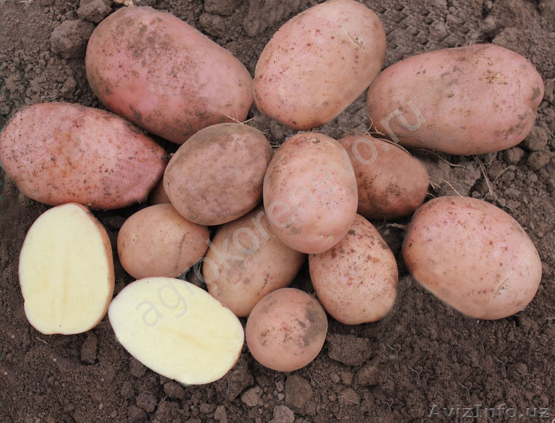 Картофель оптом - Изображение #3, Объявление #1626986