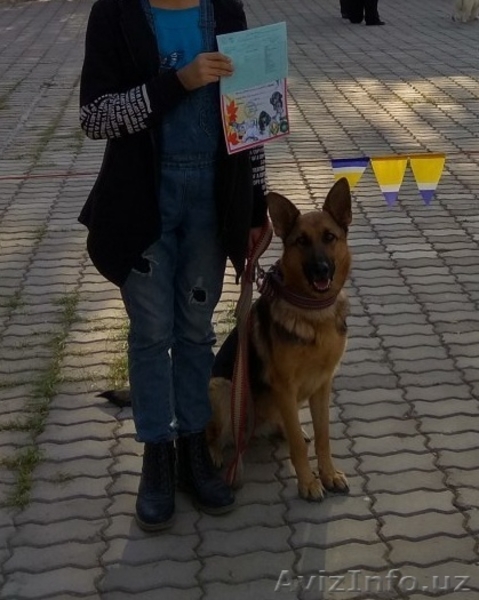 Очаровательные Щенки немецкой овчарки - Изображение #3, Объявление #1629049