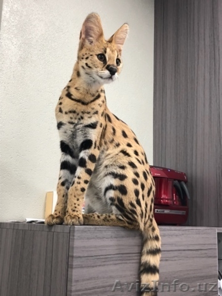 Сервал - Изображение #3, Объявление #1630119