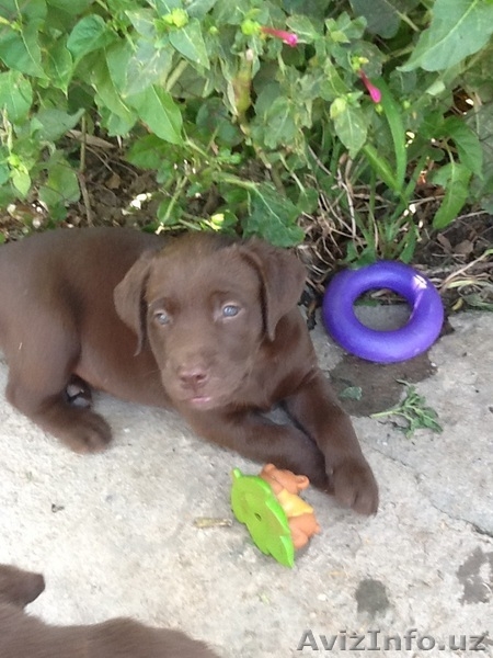 Продаются породистые щенки лабрадора ретривера, цвет- шоколад - Изображение #4, Объявление #1631842