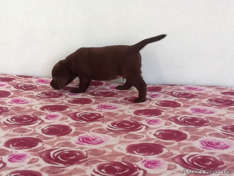 Продаются породистые щенки лабрадора ретривера, цвет- шоколад - Изображение #3, Объявление #1631842