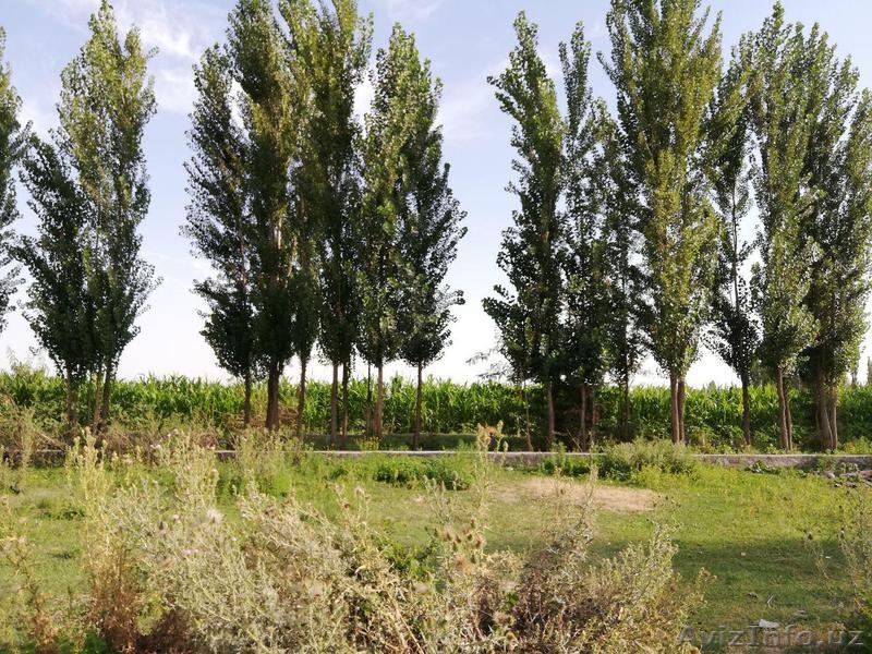 Продается УЧАСТОК в 12 соток в Таш Области (за куйлюком) - Изображение #4, Объявление #1634805