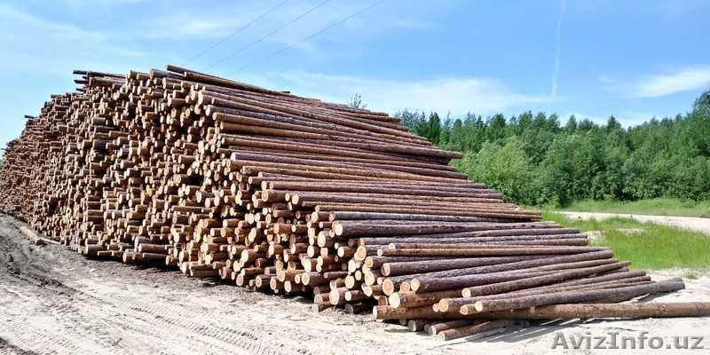 балансы хвойные тонкомер сосна на вагоне - Изображение #7, Объявление #1639247