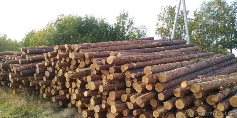 балансы хвойные тонкомер сосна на вагоне - Изображение #5, Объявление #1639247