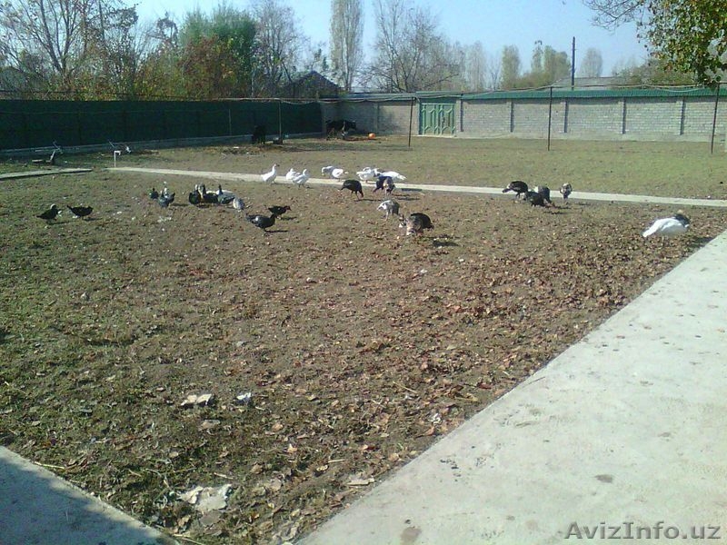 Продам участок в Зангиотинском районе 17 соток - Изображение #6, Объявление #1639059