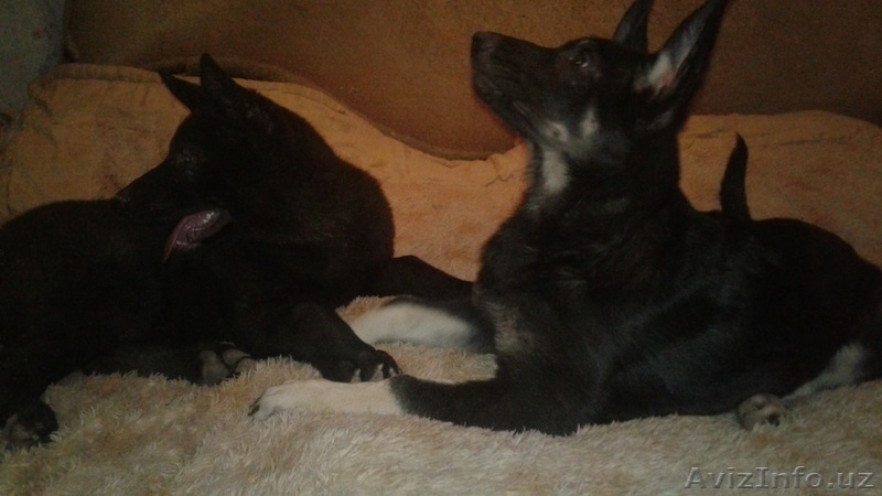 Продаются щенки Восточно-Европейской овчарки - Изображение #4, Объявление #1642959