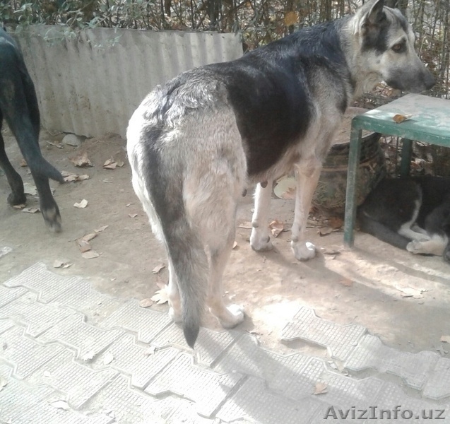 Продаются щенки Восточно-Европейской овчарки - Изображение #3, Объявление #1642959