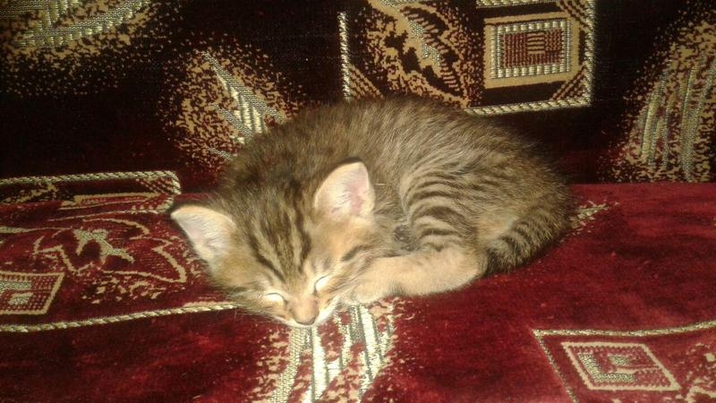 Отдам в хорошие руки котят - Изображение #3, Объявление #1651239