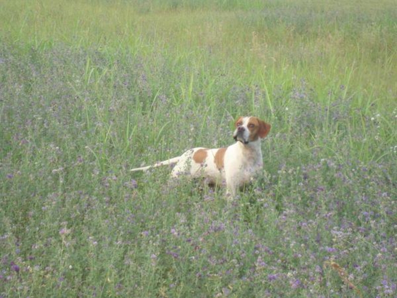 щенки английского пойнтера для охоты - Изображение #3, Объявление #1652836