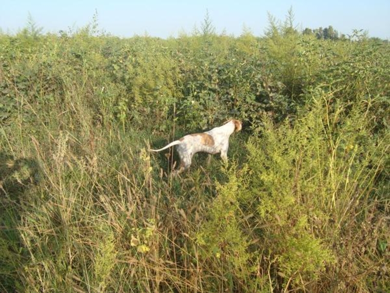 щенки английского пойнтера для охоты - Изображение #4, Объявление #1652836