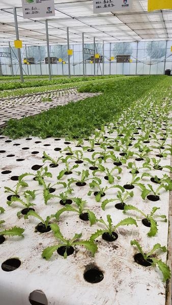 Промышленные теплицы по ключ - Изображение #3, Объявление #1654723