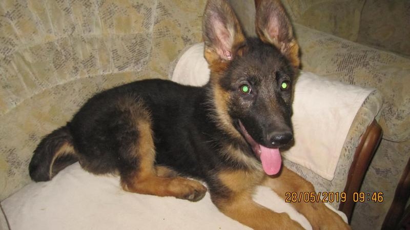 чистокровный щенок немецких овчарок - Изображение #3, Объявление #1656954