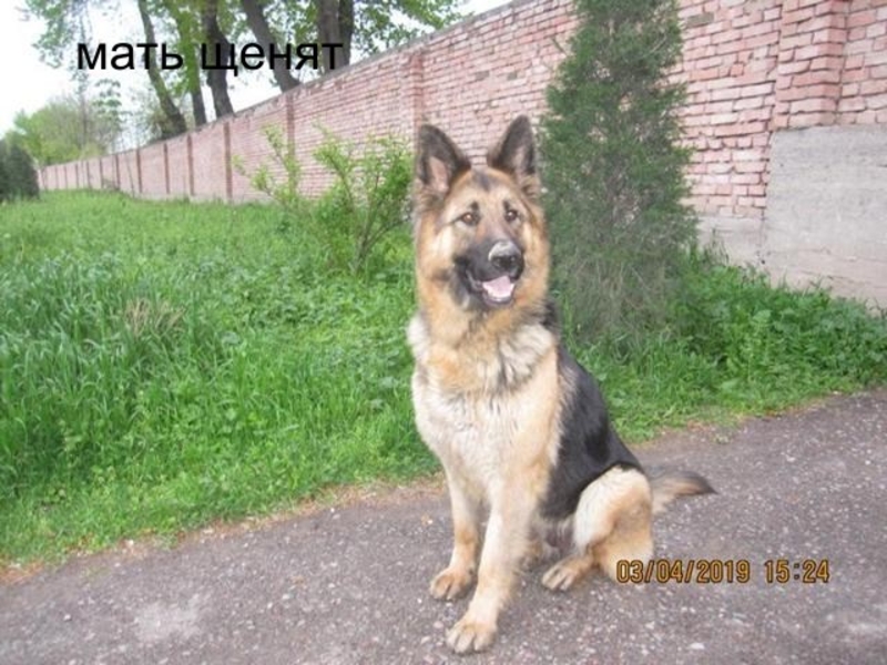 чистокровный щенок немецких овчарок - Изображение #4, Объявление #1656954