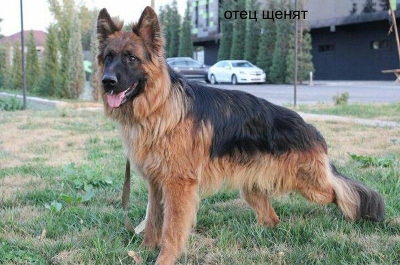 чистокровный щенок немецких овчарок - Изображение #5, Объявление #1656954