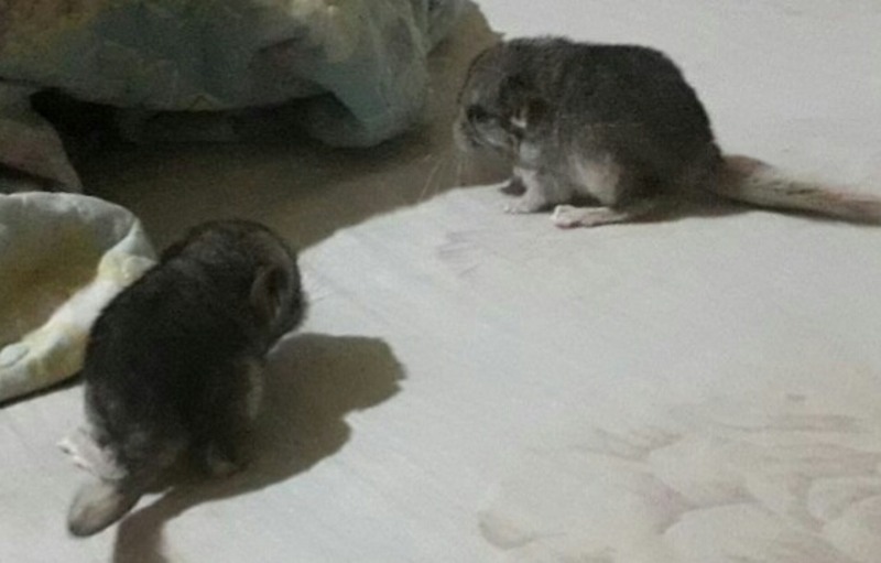 продаются шиншилята - Изображение #3, Объявление #1659233