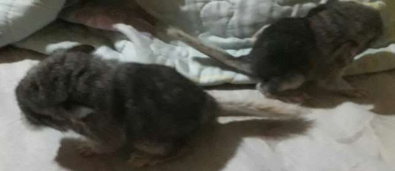 продаются шиншилята - Изображение #4, Объявление #1659233