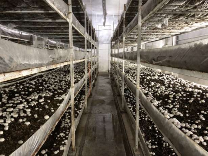 шампиньоны бизнес с малым вложение - Изображение #2, Объявление #1661827