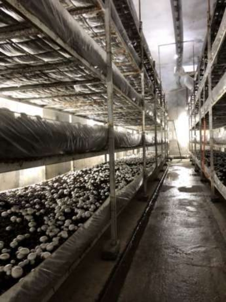 шампиньоны бизнес с малым вложение - Изображение #1, Объявление #1661827