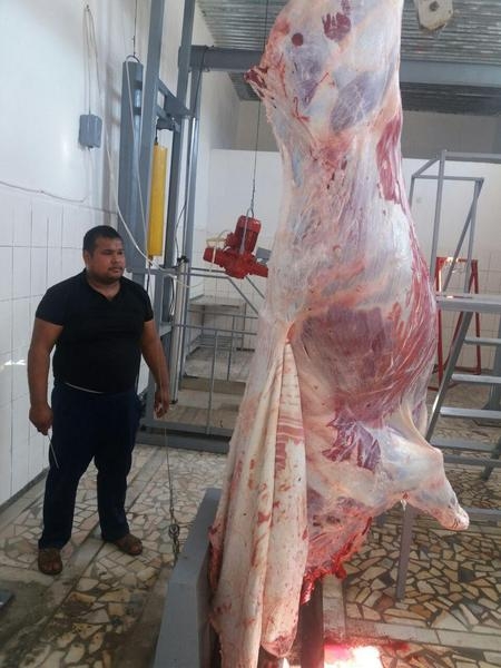 Линия убоя КРС (скотобойня, мясобойня, кушхона, чорвачилик) - Изображение #4, Объявление #1591587