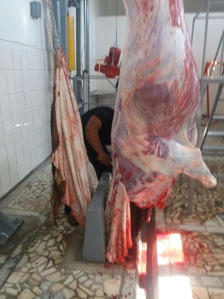 Линия убоя КРС (скотобойня, мясобойня, кушхона, чорвачилик) - Изображение #3, Объявление #1591587