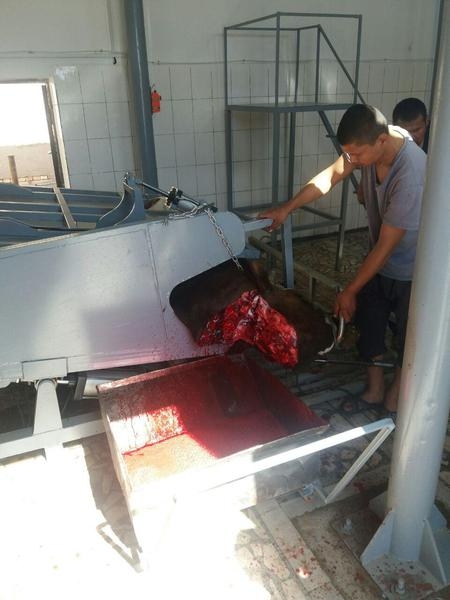 Бокс убоя (забоя) крупного рогатого скота (ритуальный) - Изображение #4, Объявление #1591598