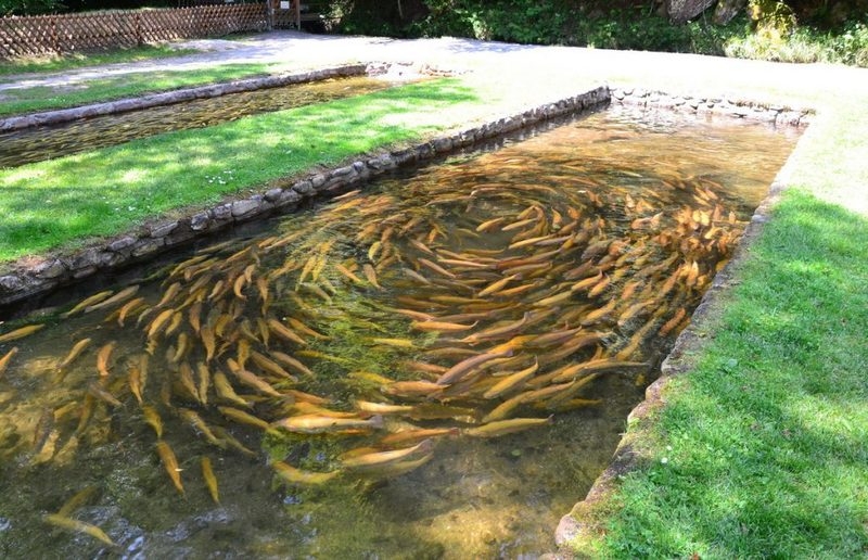 Рыбоводство УЗВ - Изображение #3, Объявление #1672067