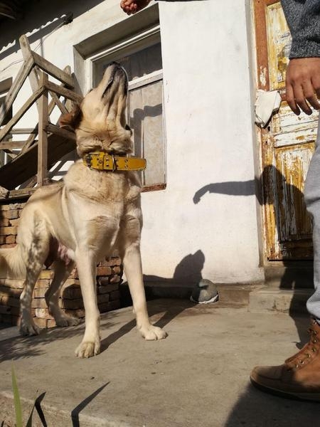 Щенки породы САО (Алабай) - Изображение #3, Объявление #1674507