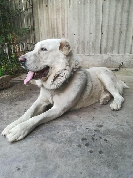 Щенки породы САО (Алабай) - Изображение #4, Объявление #1674507