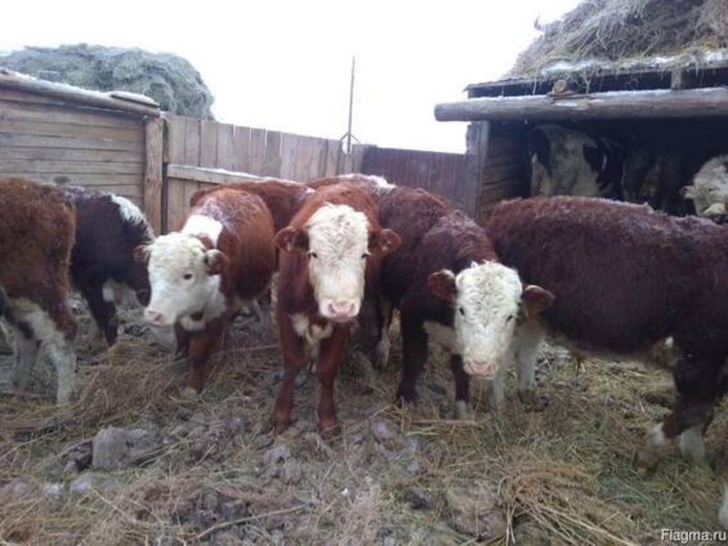 Бычки, телки, бараны, козы, лошади - Изображение #3, Объявление #1680981