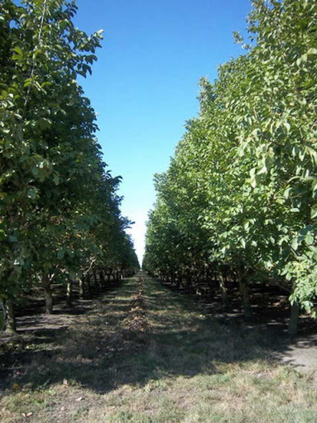 Ореховый сад под ключ. Саженцы ореха. Чандлер Калифорния.  - Изображение #3, Объявление #1687614