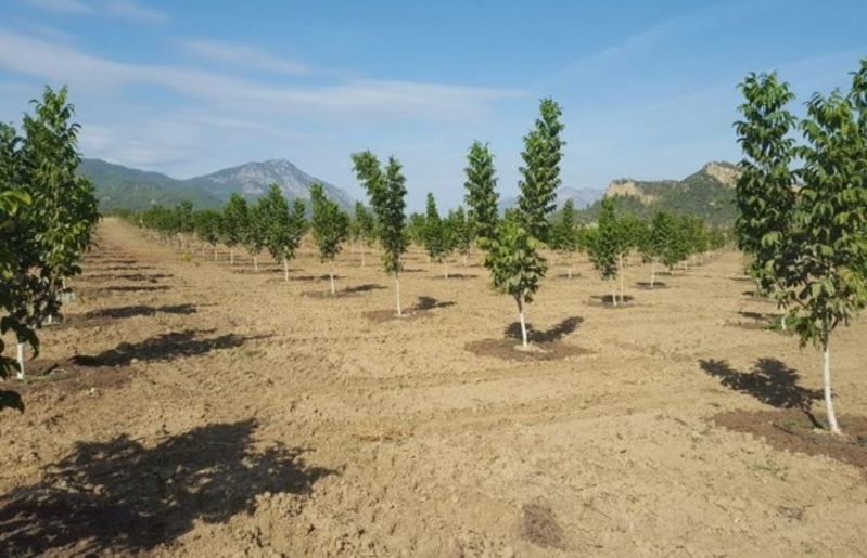 Ореховый сад под ключ. Саженцы ореха. Чандлер Калифорния.  - Изображение #4, Объявление #1687614