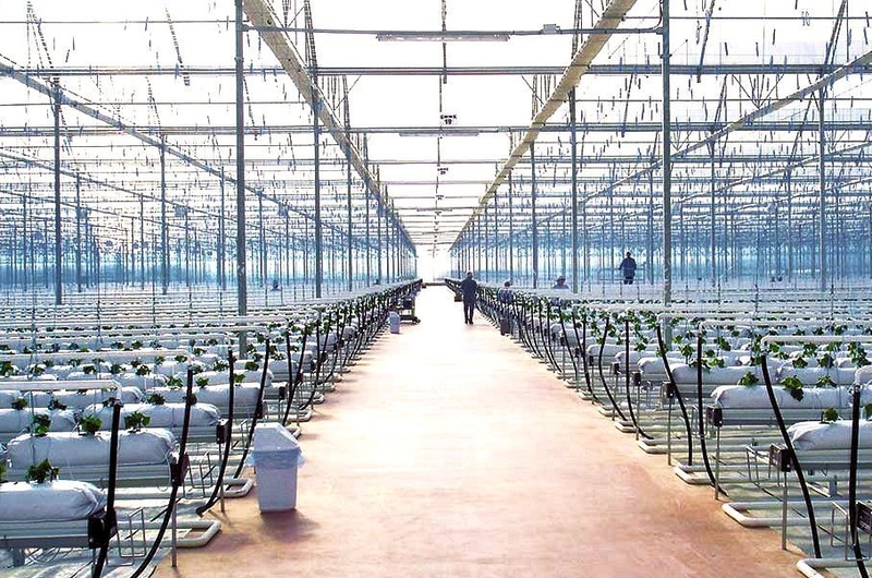 Zamonaviy Evropa issiqxonalari (современные европейские теплицы) - Изображение #3, Объявление #1679684