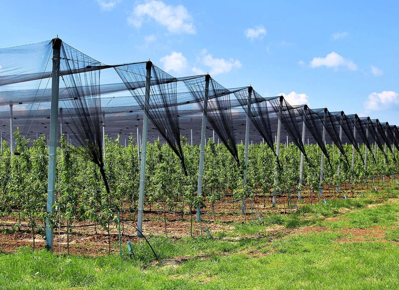 Intensiv bog'lar (интенсивные фруктовые сады) - Изображение #3, Объявление #1679681