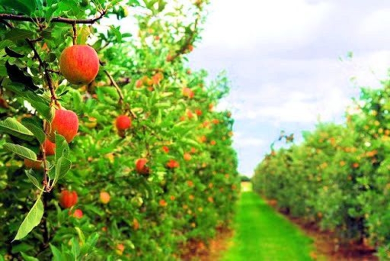 Intensiv bog'lar (интенсивные фруктовые сады) - Изображение #4, Объявление #1679681