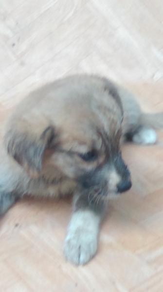 Продам щенка - Изображение #3, Объявление #1692854