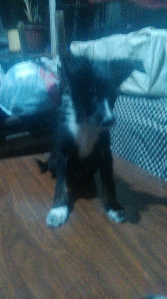 Продам щенка - Изображение #4, Объявление #1692854