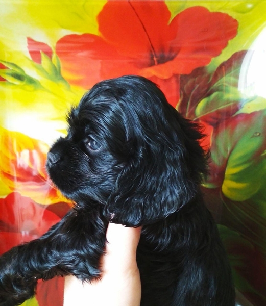 Американский Кокер Спаниель (ЩЕНКИ) - Изображение #3, Объявление #1697721