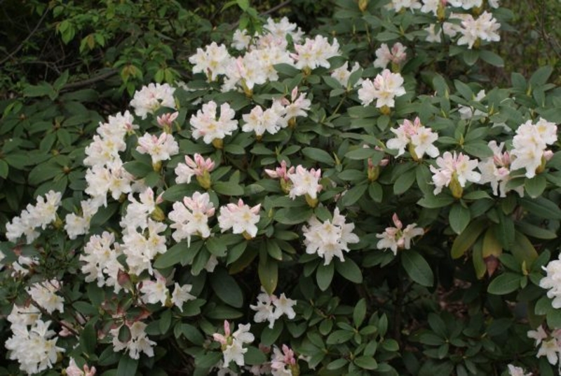 Продаётся Садовое растение Рододендрон Азалия от Bahor Gullari! - Изображение #3, Объявление #1680890