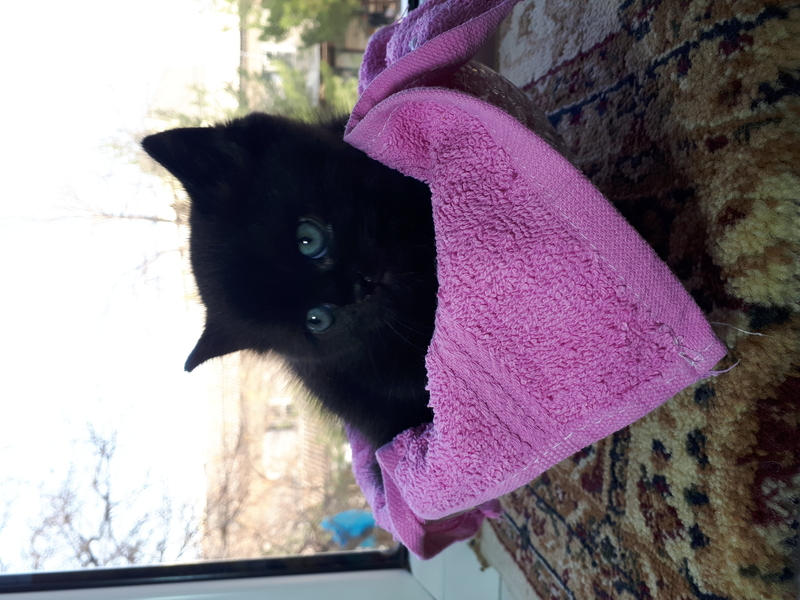 Продаем маленьких котят - Изображение #3, Объявление #1698750