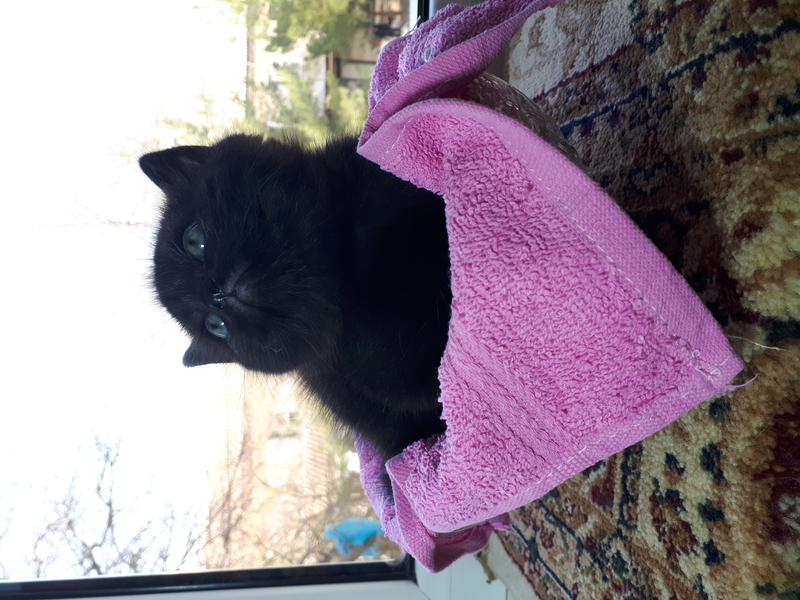 Продаем маленьких котят - Изображение #4, Объявление #1698750