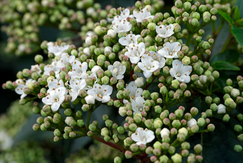  Садовое растение Калина Лавролистная из Европы от Bahor Gullari! - Изображение #3, Объявление #1650764