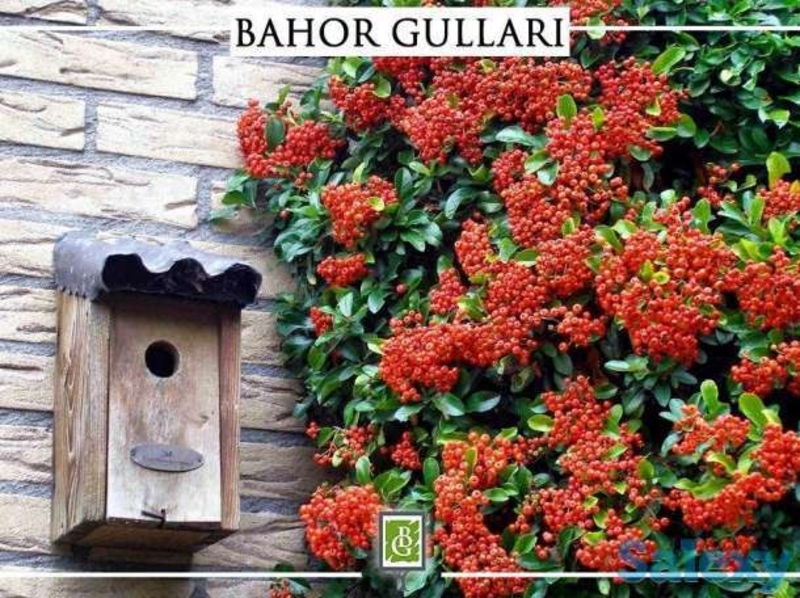 Садовое растетение Пиракантка 65-75 см от Bahor Gullari! - Изображение #3, Объявление #1650547
