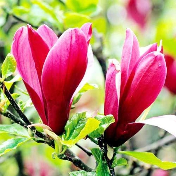 В Наличии имеется Магнолия листопадная от Bahor Gullari! - Изображение #3, Объявление #1650355