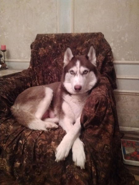 Щенки Сибирской Хаски - Изображение #3, Объявление #1701237
