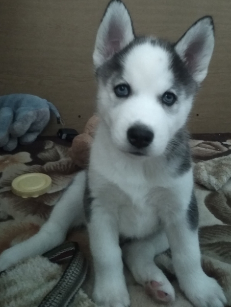 Щенки Сибирской Хаски - Изображение #10, Объявление #1701237